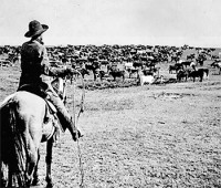 cattle cowboy